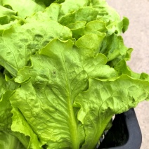 【精品】意大利生菜，新鲜采摘，大棚供货，口感优质
