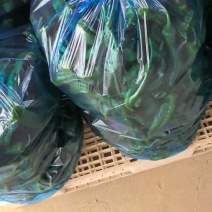 急售！鲜辣椒/东台鲜辣椒/江苏辣椒/东台青椒/301辣椒