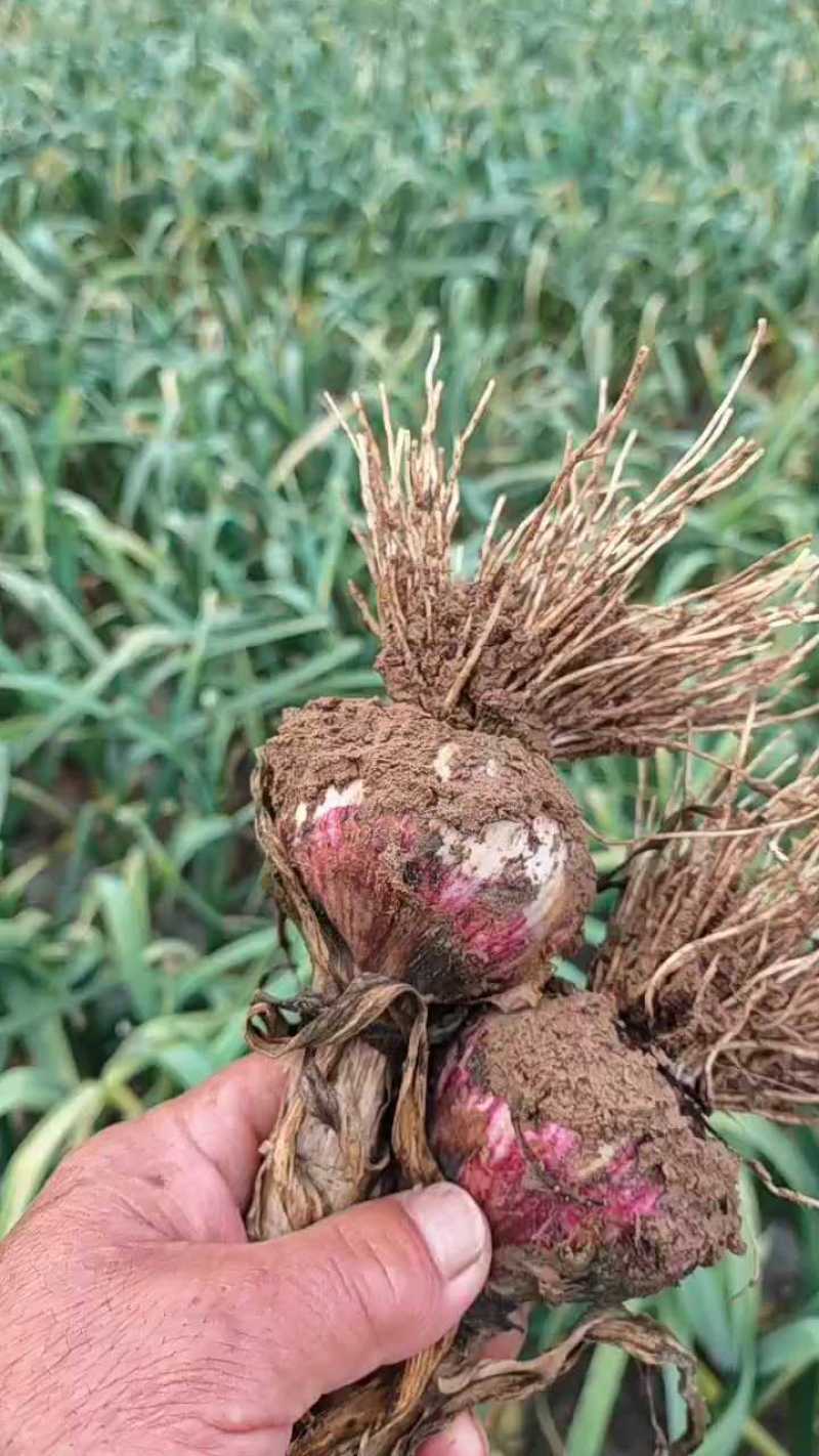 河南紫皮蒜九毛，把子蒜一毛八，大量上市