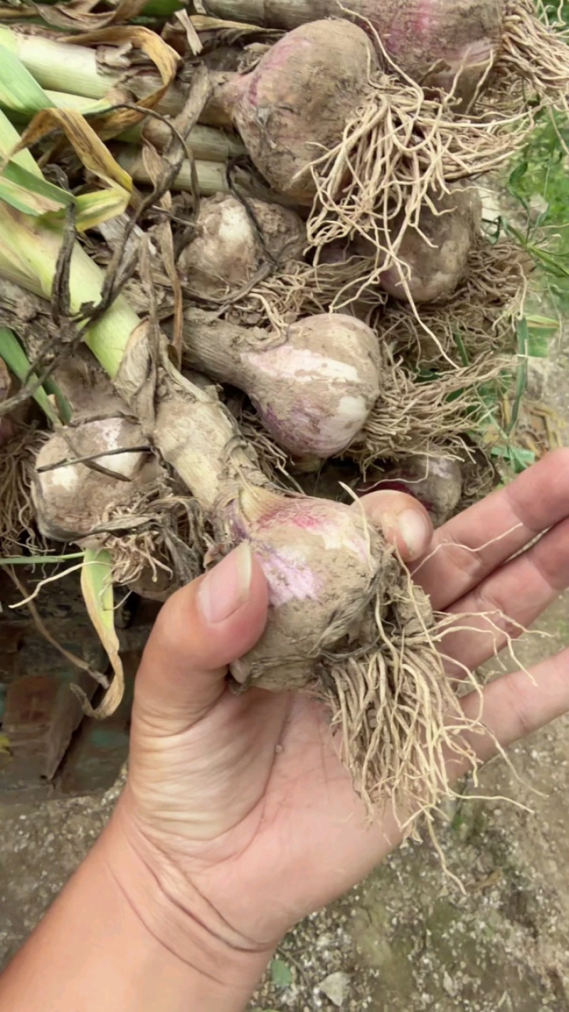 大蒜种植基地直发品质高价格优惠对接商超档口可发全国