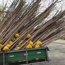 红枫美国红枫秋火焰大量上市快递邮寄欢迎下单质量保证成活率