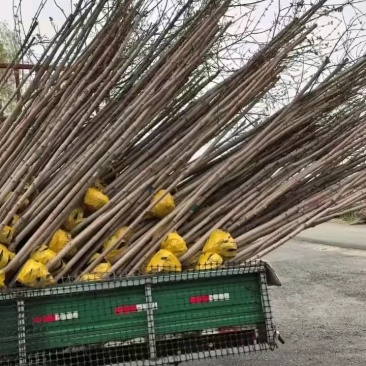 红枫美国红枫秋火焰大量上市快递邮寄欢迎下单质量保证成活率