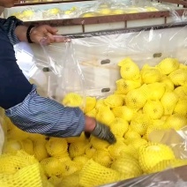 山东沂源红富士苹果，大量出库中，价格美丽欢迎选购！