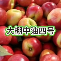 山西省运城市新绛县，大棚油桃，玉柱民缘果业
