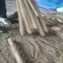 【优选】河北双棒山药实力供应对接全国欢迎全国老板联系