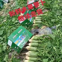 山东潍坊水果萝卜，天星希卡利青克力帝王青绿帅冰激凌冰糖芯