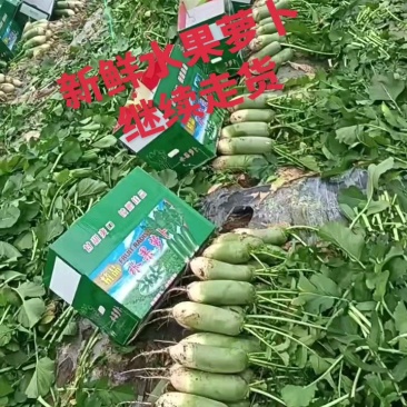山东潍坊水果萝卜，天星希卡利青克力帝王青绿帅冰激凌冰糖芯