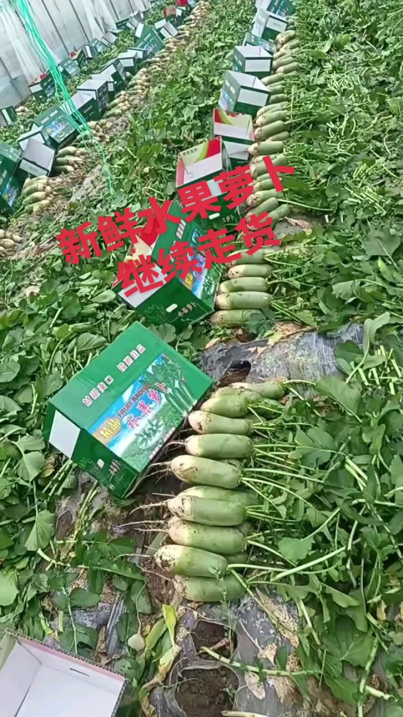 山东潍坊水果萝卜，天星希卡利青克力帝王青绿帅冰激凌冰糖芯