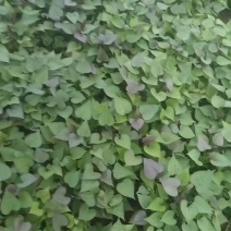 西瓜红苗子漂亮，多规格可选。