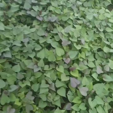 西瓜红苗子漂亮，多规格可选。