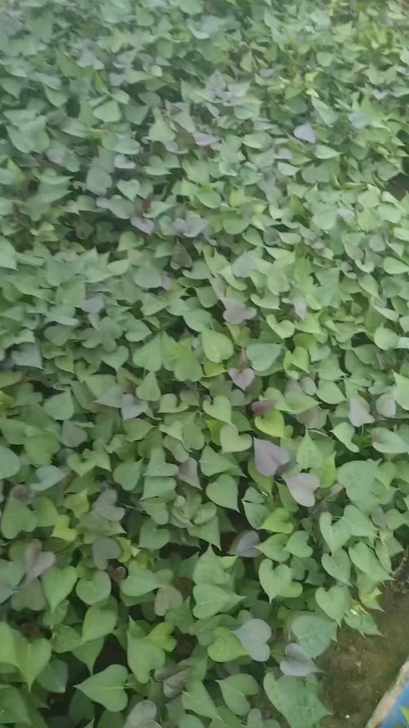 西瓜红苗子漂亮，多规格可选。