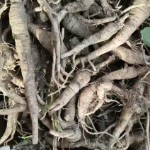 云南野生中药材沙参精重要根茎可视频看货