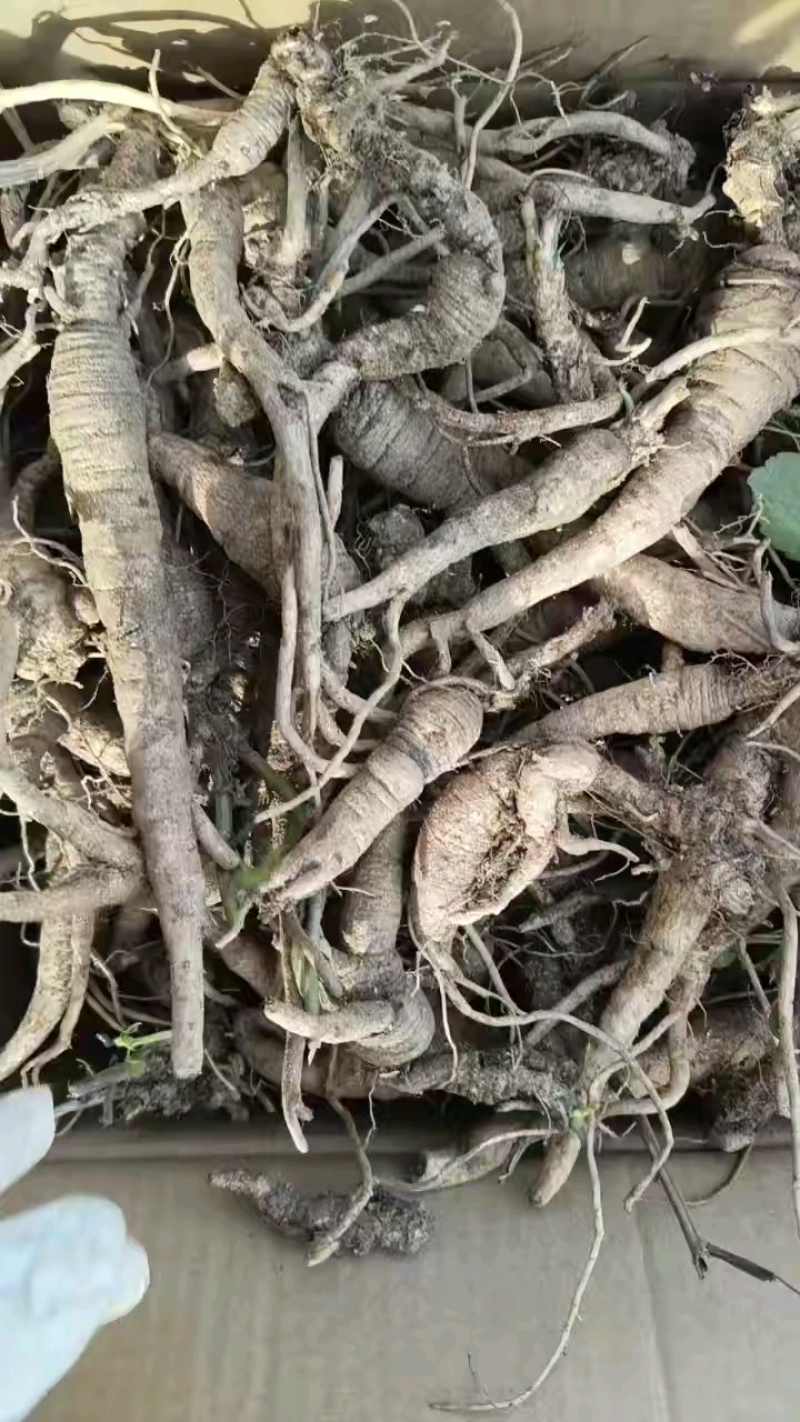 云南野生中药材沙参精重要根茎可视频看货