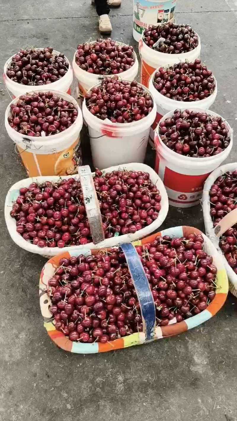 山东大樱桃特大美早新鲜采摘人工甄选原产地发货整箱发货