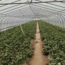 红薯苗，产地直供脱毒种植的大田苗质量有保证
