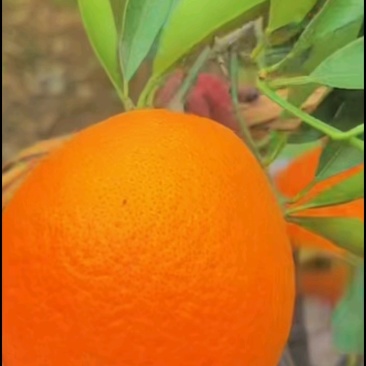湖北秭归伦晚脐橙，橙子新鲜上季现订现采皮薄多汁