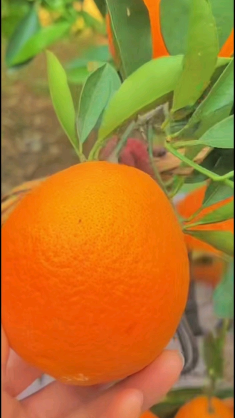 湖北秭归伦晚脐橙，橙子新鲜上季现订现采皮薄多汁