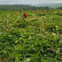 贝贝南瓜大量有货，采摘打包中，一亩田联系！