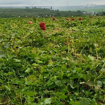 贝贝南瓜大量有货，采摘打包中，一亩田联系！