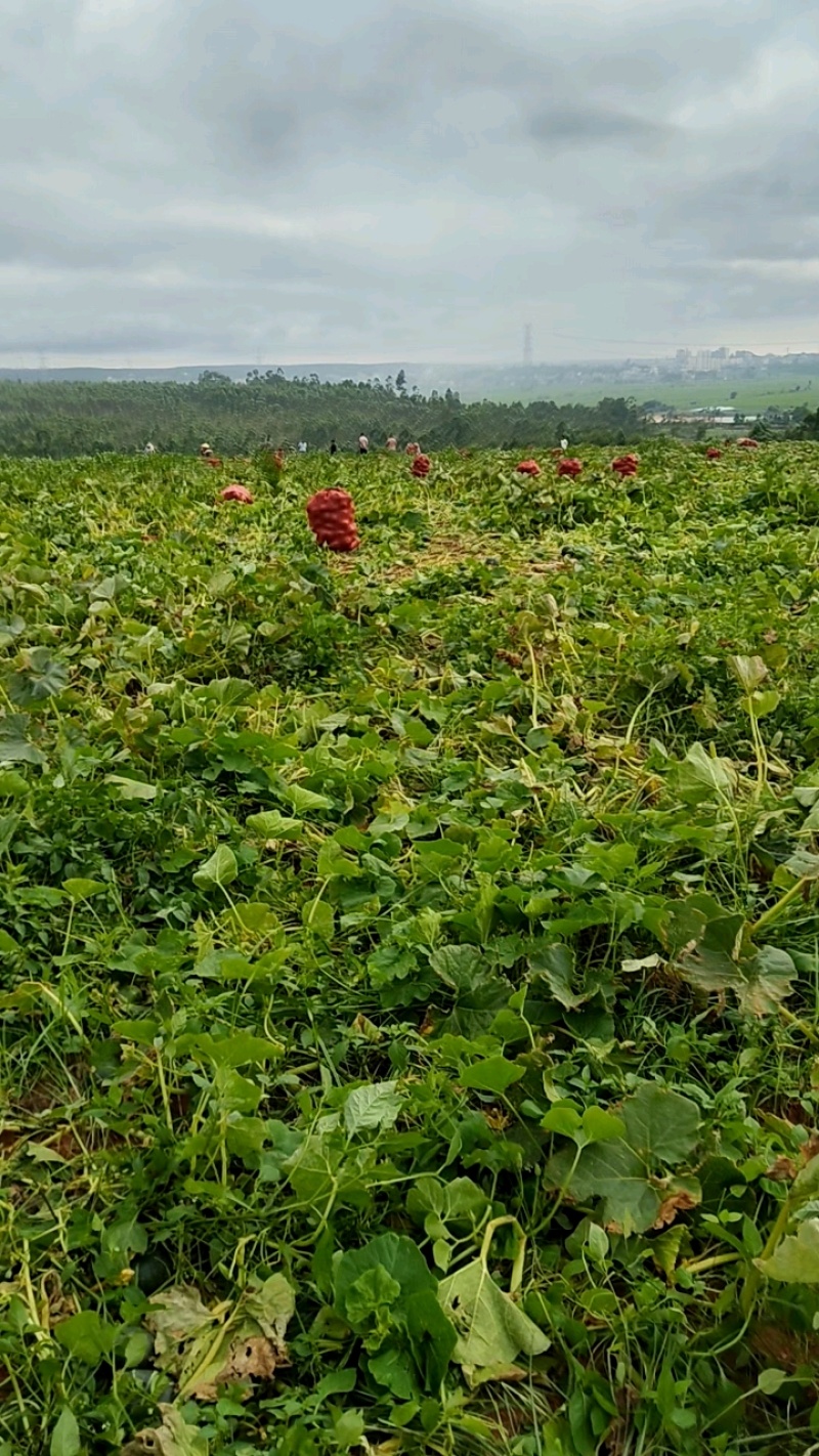 贝贝南瓜大量有货，采摘打包中，一亩田联系！