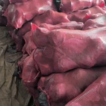 紫甘蓝，产地直发欢迎订购。欢迎采购。三原紫甘蓝。