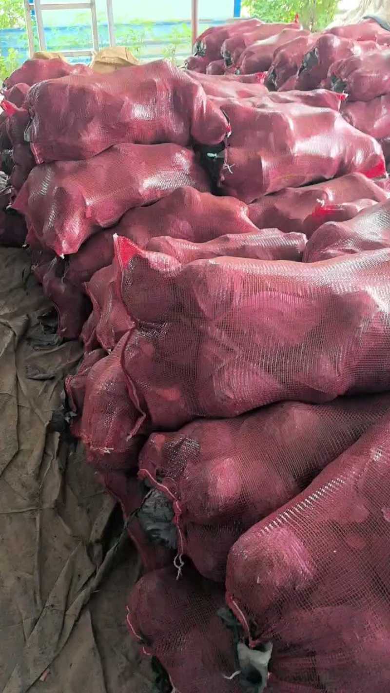紫甘蓝，产地直发欢迎订购。欢迎采购。三原紫甘蓝。