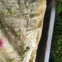 深圳鸡毛菜长年每天供应、深圳海吉星东莞广州市场！半小时达