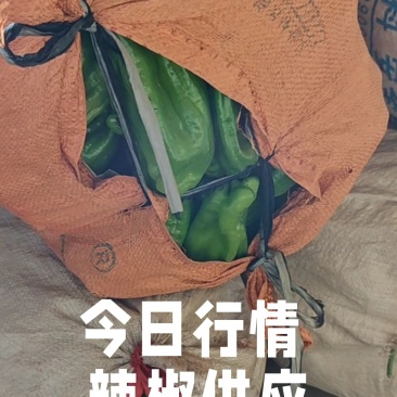 山东芜湖椒大量供应中对接市场档口商超一条龙服务欢迎来电