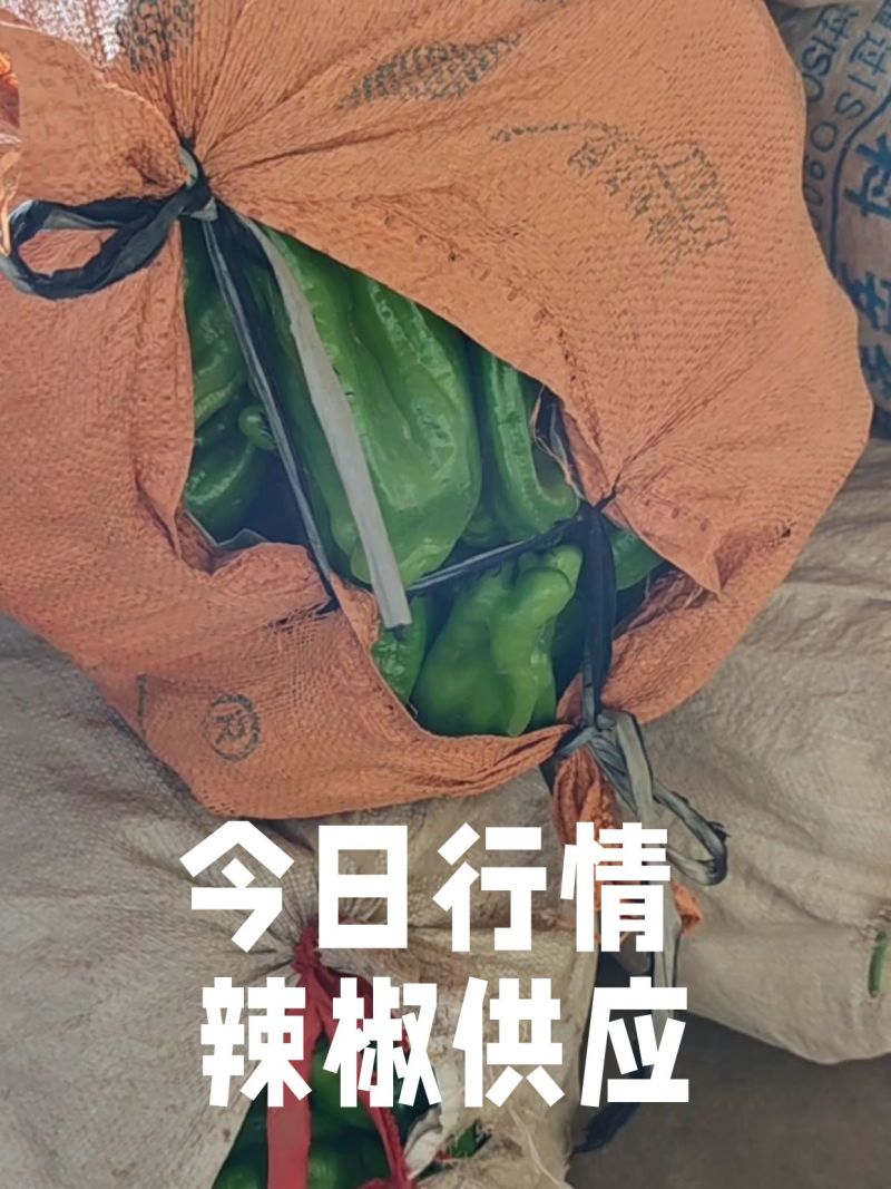 山东芜湖椒大量供应中对接市场档口商超一条龙服务欢迎来电