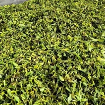 日照绿茶2026春茶头采通货，豌豆香产地直供全国发货