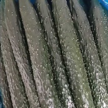 荐精品油瓜，密刺黄瓜，大量供货基地直发，干花带刺，对接各市场