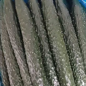 荐精品油瓜，密刺黄瓜，大量供货基地直发，干花带刺，对接各市场