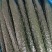 荐精品油瓜，密刺黄瓜，大量供货基地直发，干花带刺，对接各市场