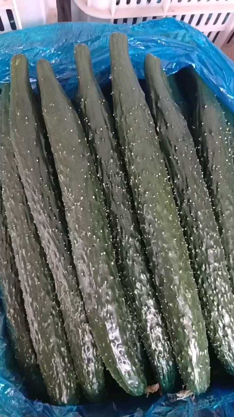 荐精品油瓜，密刺黄瓜，大量供货基地直发，干花带刺，对接各市场
