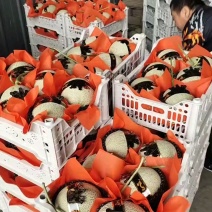 山东精品网纹瓜，公司货，品牌货，牛三，牛脉龙，包地整车出