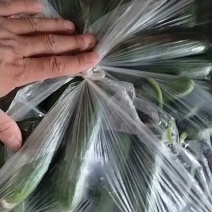 【推荐】小黄瓜水果黄瓜；蔬菜基地供货电商商超；诚信经营