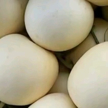 精品小白瓜，白沙蜜甜瓜，产地直供，保质保量，大量供应！