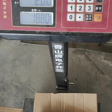 鲳鱼刀鲳鱼燕鱼双板板冻单体速冻今年新鱼