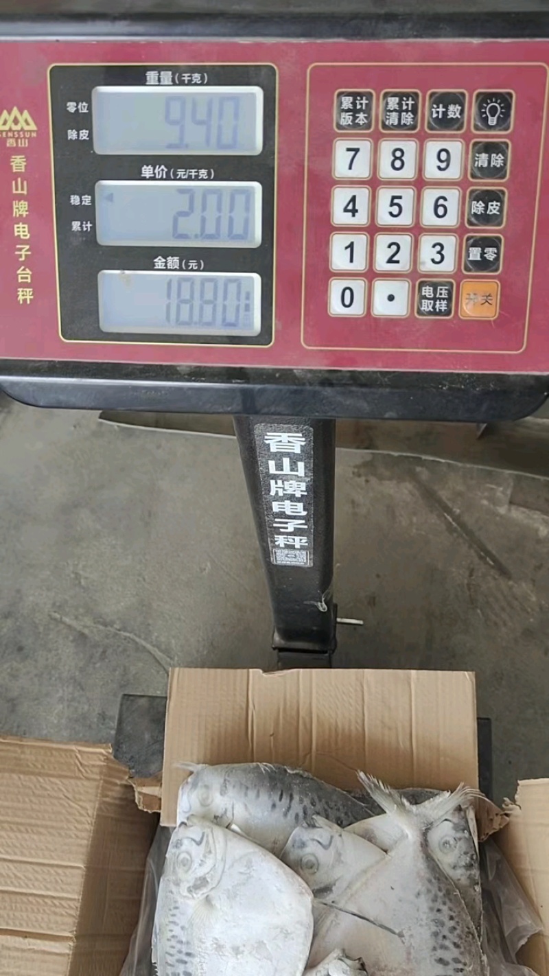 鲳鱼刀鲳鱼燕鱼双板板冻单体速冻今年新鱼