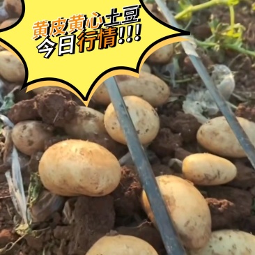黄皮黄心土豆实验一沃土希森中暑规格齐全一手货源
