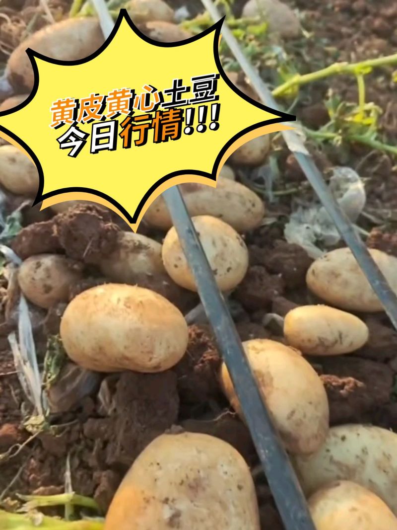 黄皮黄心土豆实验一沃土希森中暑规格齐全一手货源