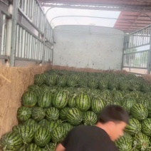 甜王西瓜云南甜王西瓜云南西瓜皮薄多汁包熟包甜