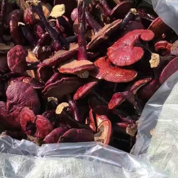 【牛商推荐】赤灵芝大量供应量大从优视频可看货