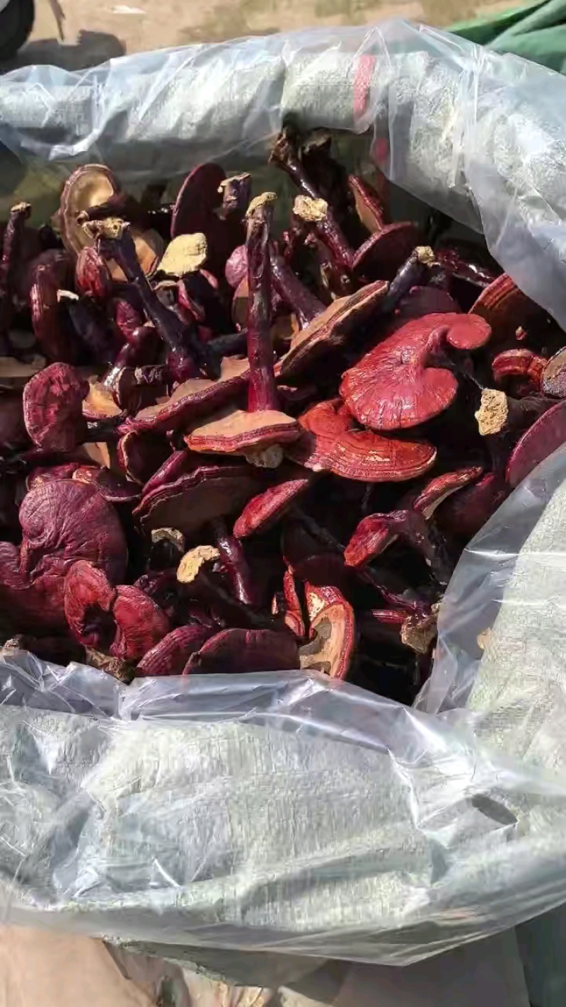 【牛商推荐】赤灵芝大量供应量大从优视频可看货