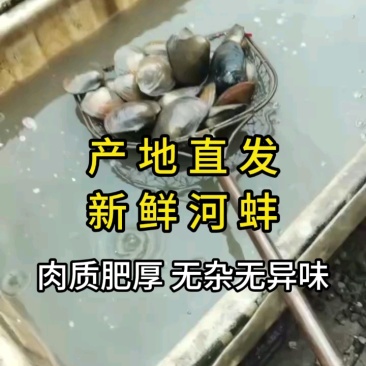 洪湖淡水圆蚌白肉红肉圆蚌一手货源货源稳定，物流直达地包邮