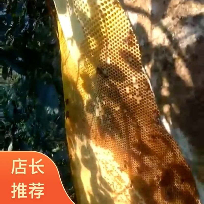 云南野生蜂蜜四川泸州合江县直发量大从优诚信经营保质保量