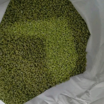青麦仁源头厂家青麦粒青小麦量大从优质量保证欢迎咨询