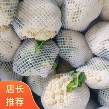 河南焦作博爱青梗白面有机花菜2斤左右长期供各大批发市场