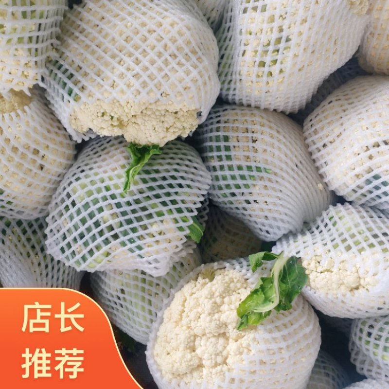 河南焦作博爱青梗白面有机花菜2斤左右长期供各大批发市场