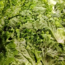 绿叶生菜四季有货有大棚可发全国产地发货质量可靠
